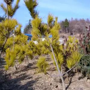 묘목 황금소나무 _ 접목5년 [] 조경수/정원수/K0485