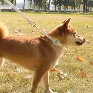 [골드스마일]가을 산책용 애견 자동 리드줄 반려견 개줄 강아지목줄 외출용품