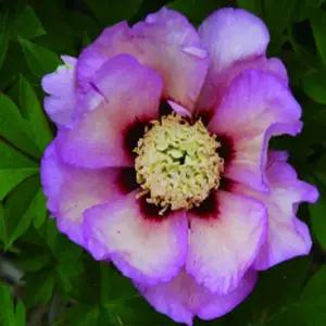 작약 뿌리 묘목/이토작약 작약 ( 파스텔스플렌더)/2~3촉개화주  KJ1199