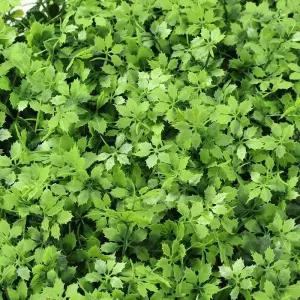 인조잔디 정원인테리어 벽장식 인조잔디(60x40cm) (미나리) 인공잔디