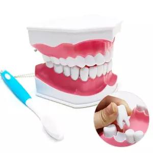 어린이집 양치습관 이가빠지는 치아모형 치아모양