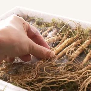 진삼애 강원도 산양삼 선물세트 김성태 5년근 6년근 20뿌리 산삼 산양삼 장뇌삼