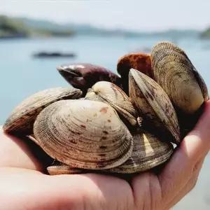 [NS홈쇼핑]품질보장 제철 통영 다이버 왕바지락 2kg[35125837]