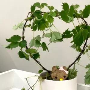 [골드스마일]토마토용 미니 식물 지지대 하트 정원 넝쿨 받침