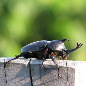 장수풍뎅이 성충