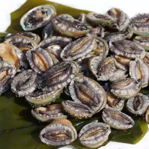 완도직송 완도 꼬마전복 1kg(60~70미내외)