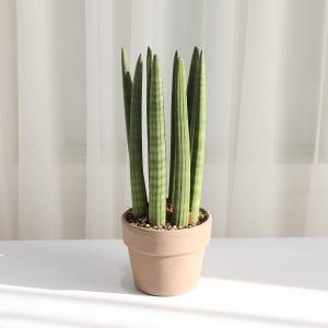 갑조네 스투키 방사형(중)