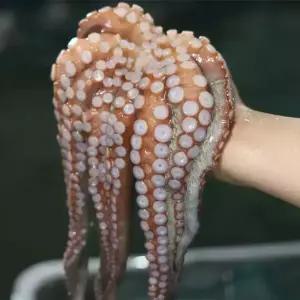 남해안 국내산 활 돌문어 1kg 1~3미 내외 바베큐 꼬치구이 캠핑 생 문어 생물 숙회 자숙 해물탕 빙장포장