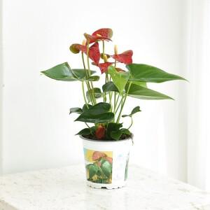 안스리움 중품 모종 공기정화 식물 꽃