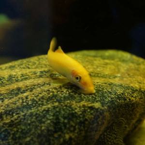 티아쿠아 열대어 골든 알지이터 2마리 청소물고기 관상어