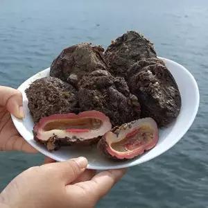 [자연맛남]횟감용 통영 돌멍게 2kg 12-20미