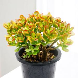 미미네아쿠아 반려식물 다육이 키우기 염좌(염자)