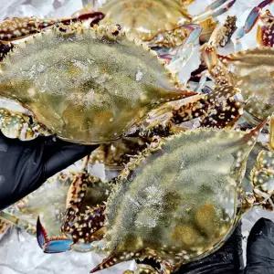 급냉 암꽃게 2kg