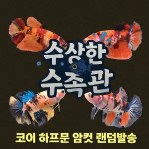 [수상한수족관] [하프문베타 ] 코이 하프문 베타암컷/ 1마리 /색상 랜덤발송