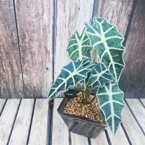 이랑 도자기 거북알로카시아 - 실내 인테리어화분 가습기 역할