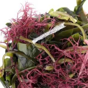 간편한 한봉 완도 모듬 해초 8gx14봉