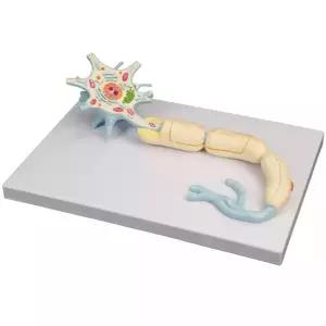 뉴런 모형 흰색 과학 수상 단일 해부 해부학 돌기