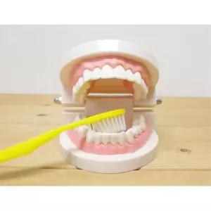 어린이집 칫솔 교육 치아 이빨 치과 모형 공공기관