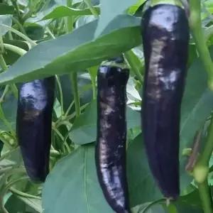 가지고추 고추 셀러드 야채 채소 씨 종자 씨앗 10립 WA3FB85