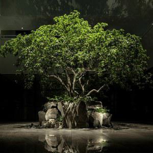 초대형 나무 인공 호텔 1 반야 6M 대나무 생화같은 벚꽃나무 입체 너비 조경 9m