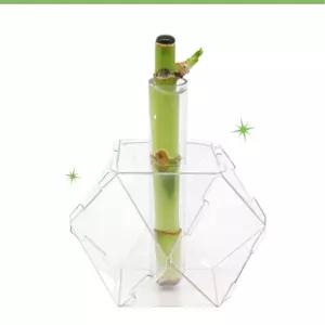 5인세트 초보자 식물키우기 크리스탈 개운죽기르기 식물키트 자연관찰