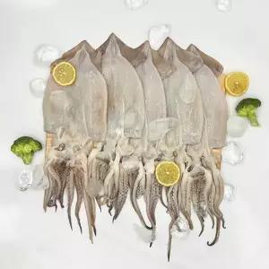 급냉 손질 오징어 500g외 택1 원양산 오징어볶음 무늬오징어