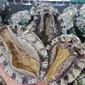 완도 활전복 왕특대 1kg 8-9미 산소포장