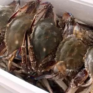 대용량 국내산 냉동 알찬 암꽃게 4kg 꽃게 알배기