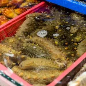 국내산 통영 활 해삼 500g 2-6미 내외