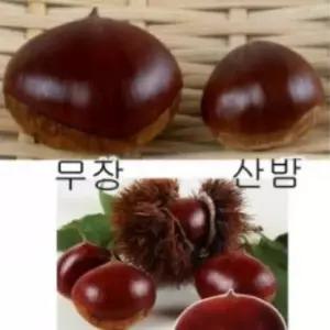 밤나무(왕밤)_접목1년(2주묶음)유실수/정원수/묘목/K0044