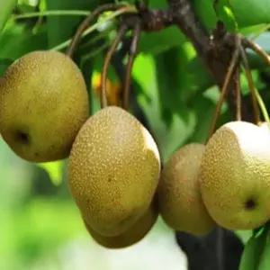 배나무(지리산돌배)_접목1년(2주묶음)유실수/정원수/묘목/K0051