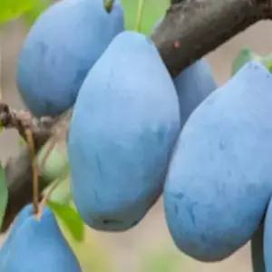 서양자두나무(롱존)_접목1년(2주묶음)/유실수/정원수/묘목/K0154