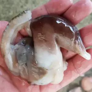 [공영농수산] 여수 새조개 제철 음식 조개 구이 찜 샤브샤브 조개살 500g 대용량 실속형