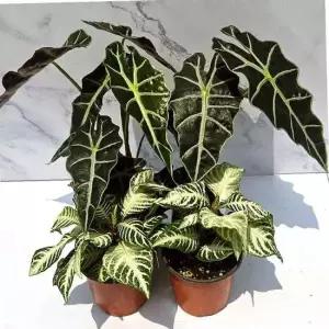 모종 아펠란드라 와 거북알로카시아 (2개1세트)