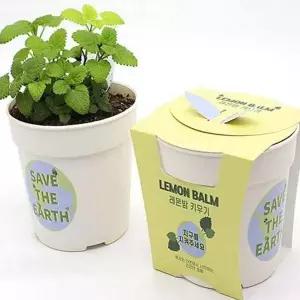 [골드스마일]플랜테리어 반려 식물 키우기 어린이 꽃집사 키트 테이블 화분 세트