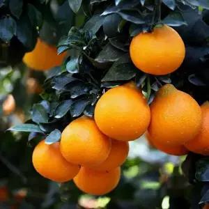 유실수 묘목 -귤나무 (황금향) 접접목 2년 포트묘(결실주)  KJ1332