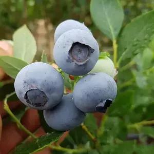 묘목/블루베리-메도우락(2년생 포트묘 두개묶음) KJ2279