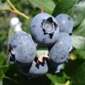 묘목/블루베리 스파르탄/3년생 포트묘/ KJ096