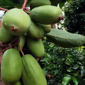 묘목-다래 자가수정 자가결실 (레몬프레시)삽목 2년 포트묘-KJ933