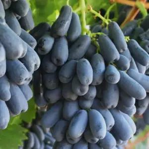 묘목/포도나무 /스위트사파이어(블랙사파이어)접목 1년 6개월 포트묘  KJ008