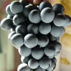 묘목/포도나무 캠벨  켐벨어리/삽목 1년포트묘 /세개묶음   KJ157