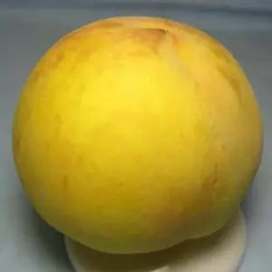 유실수 묘목/황도 복숭아 (엘바타)  접목 1년/두개셋트  KJ461