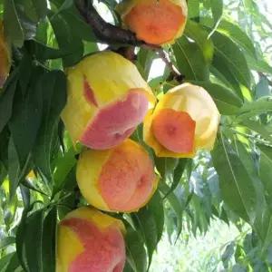 묘목/황도 복숭아나무( 중생황도)/접목 1년/두개셋트  KJ1837