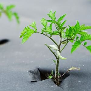 1팩 정원에서 효과적인 잡초 제어 위한  부직포 장벽 직물