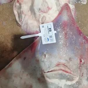 피데기 반건조 오징어 5미 170g