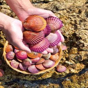 신선 제철 통영 홍가리비 3kg 조개 구이 찜 캠핑 국내산