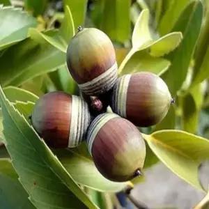 묘목 종가시나무 _ 수고1.0m [포트묘] 조경수/정원수/K0516