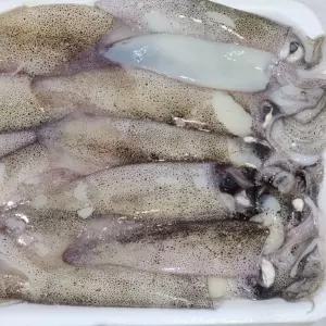 냉동 총알한치 2kg [ASA2119]