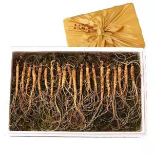 진삼애 강원도 김성태 심마니 산양삼 5~6년근 20뿌리 산삼