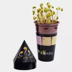 식물성장 콩나물 키우기 관찰 재배키트 2개입/ 과학교구 초등기관 자연학습 교과연계